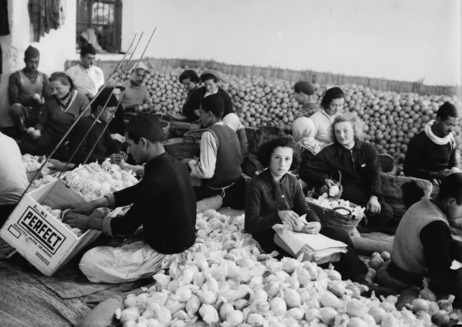 Sorting oranges in Rehovot