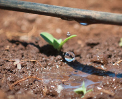 Drip irrigation, developed in 1959, results in the need for far less water. (Courtesy of Netafim.)