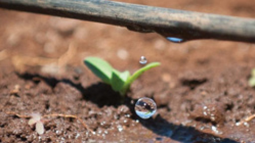 Water Shall Flow from Jerusalem