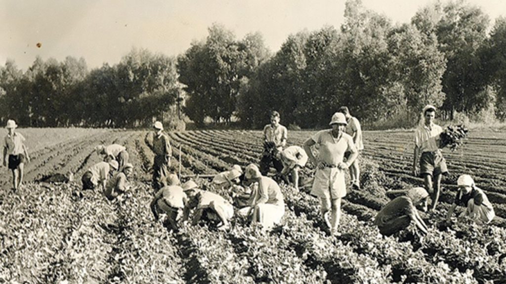 He Shall Not Press His Fellow