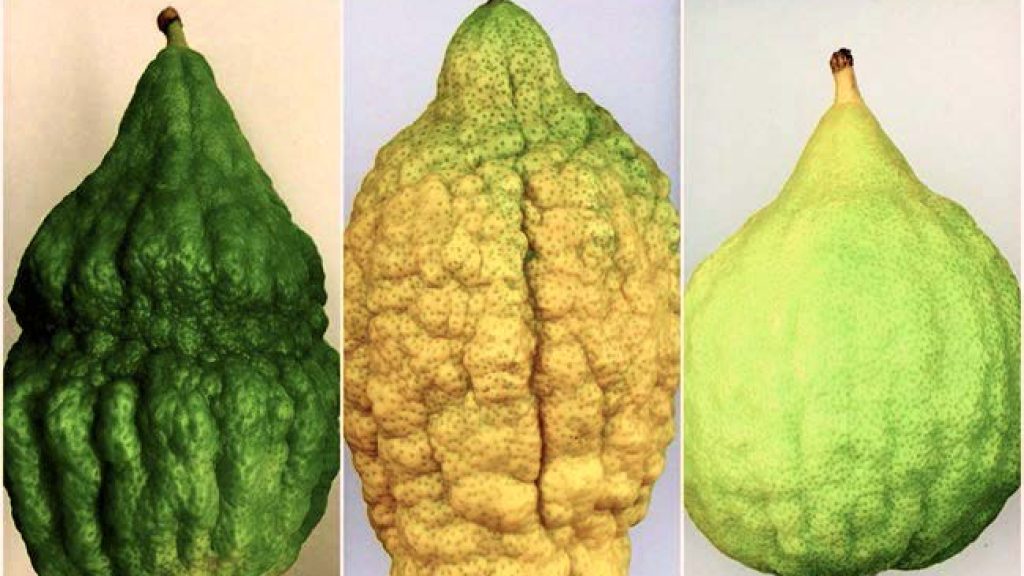When Eve Ate the Etrog: A Passage from Tsena-Urena