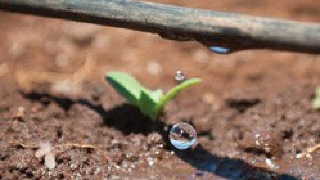 Water Shall Flow from Jerusalem